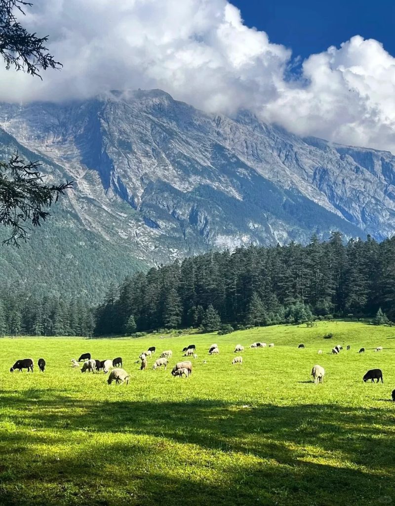 Cloud-spruce forest in Spruce Meadow, believed to be the mythical Third Kingdom of the Naxi people
