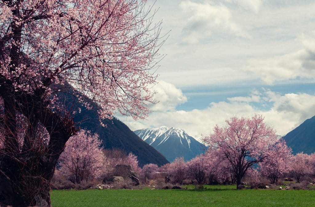 tibet linzhi peach blossoms snow mountains