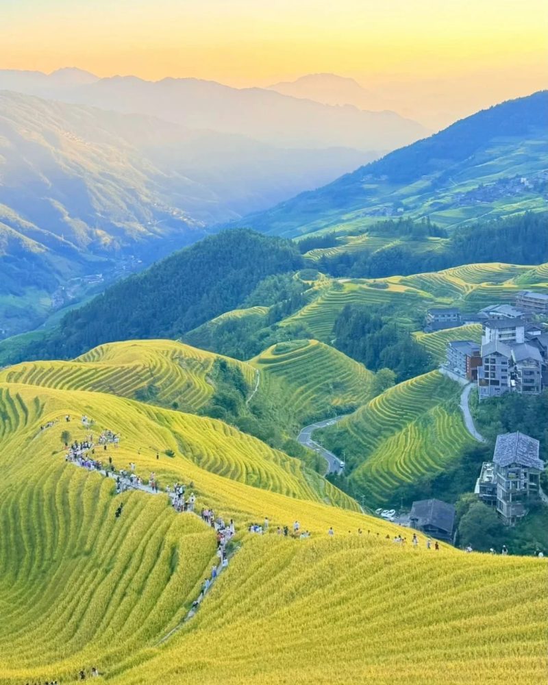 Green and golden rice terraces curve around the hills of Longji, with village buildings beside the fields