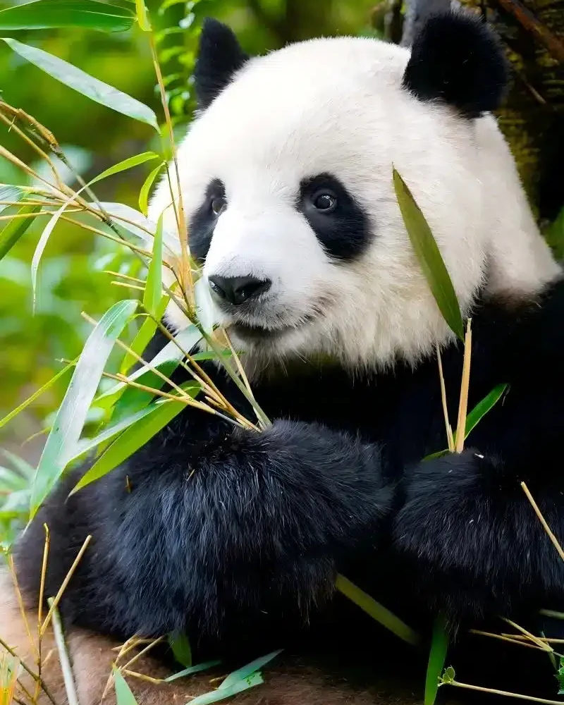 Giant panda holding bamboo