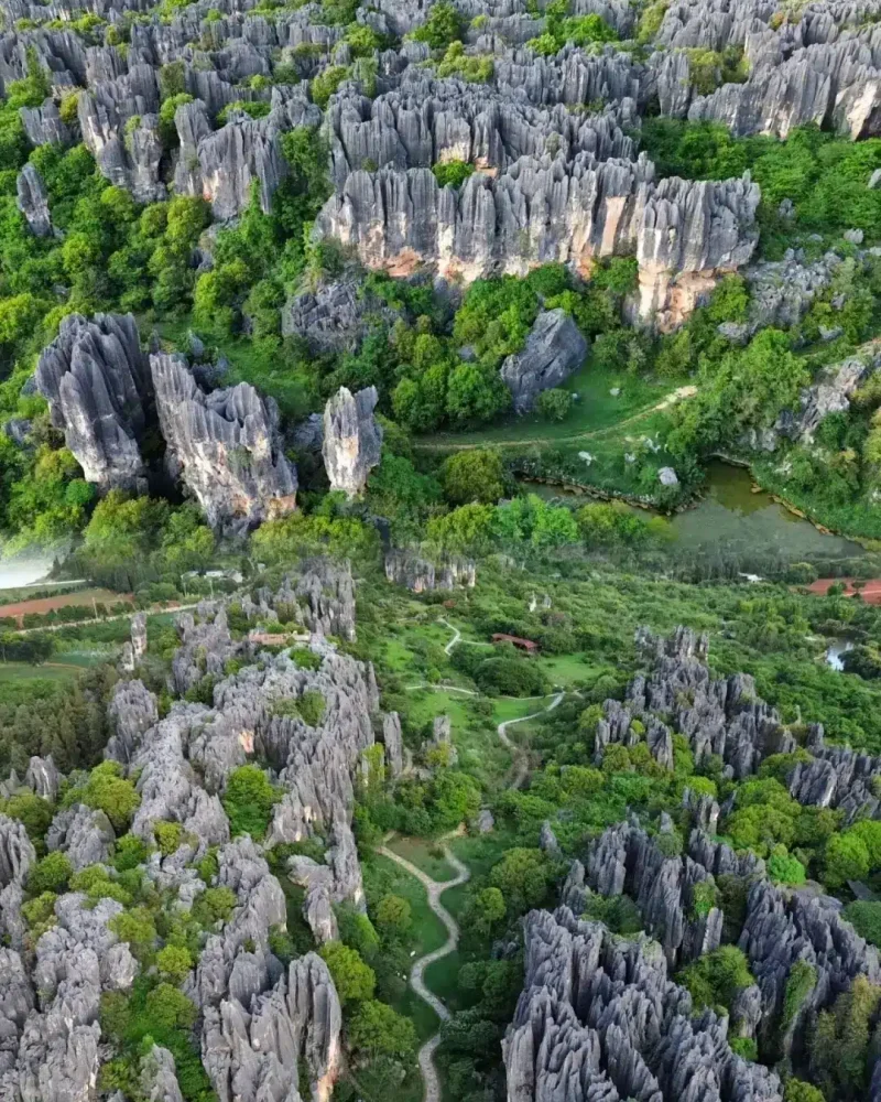 Limestone pinnacles and green paths at the Stone Forest near Kunming