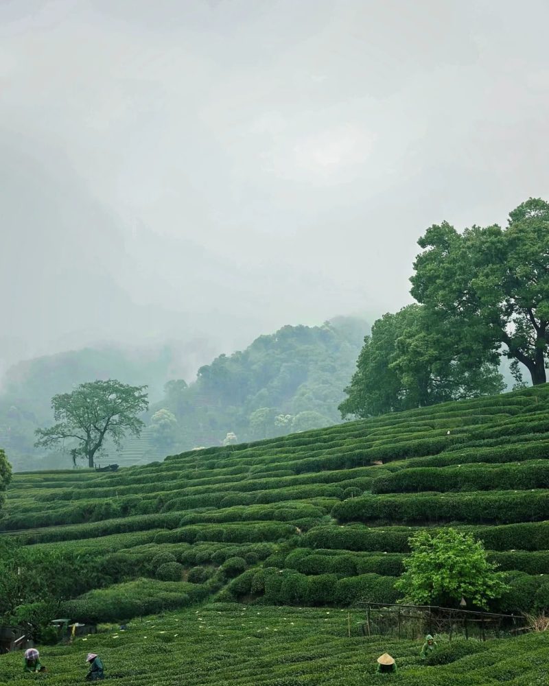 Longjing tea plantations in Meijiawu Village as part of a private Eastern China journey