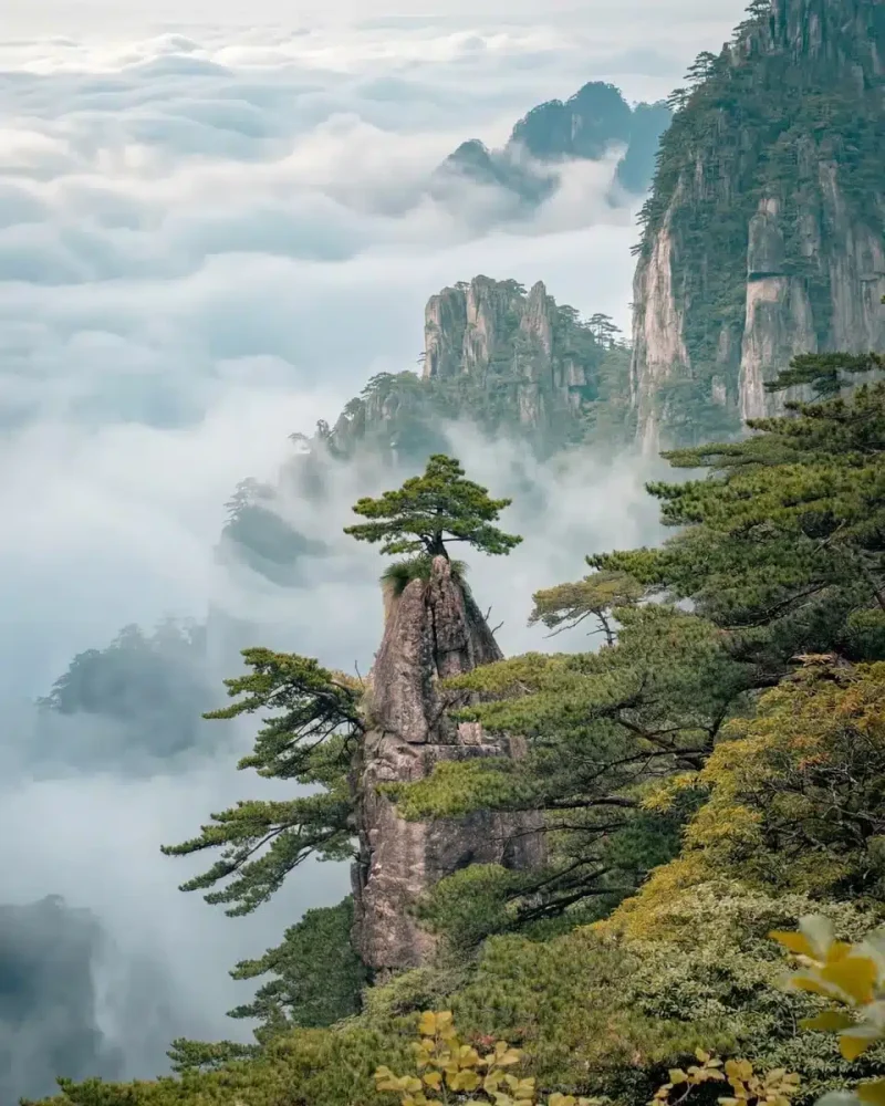 Pine trees grow on granite outcrops above cloud-filled valleys at Huangshan.