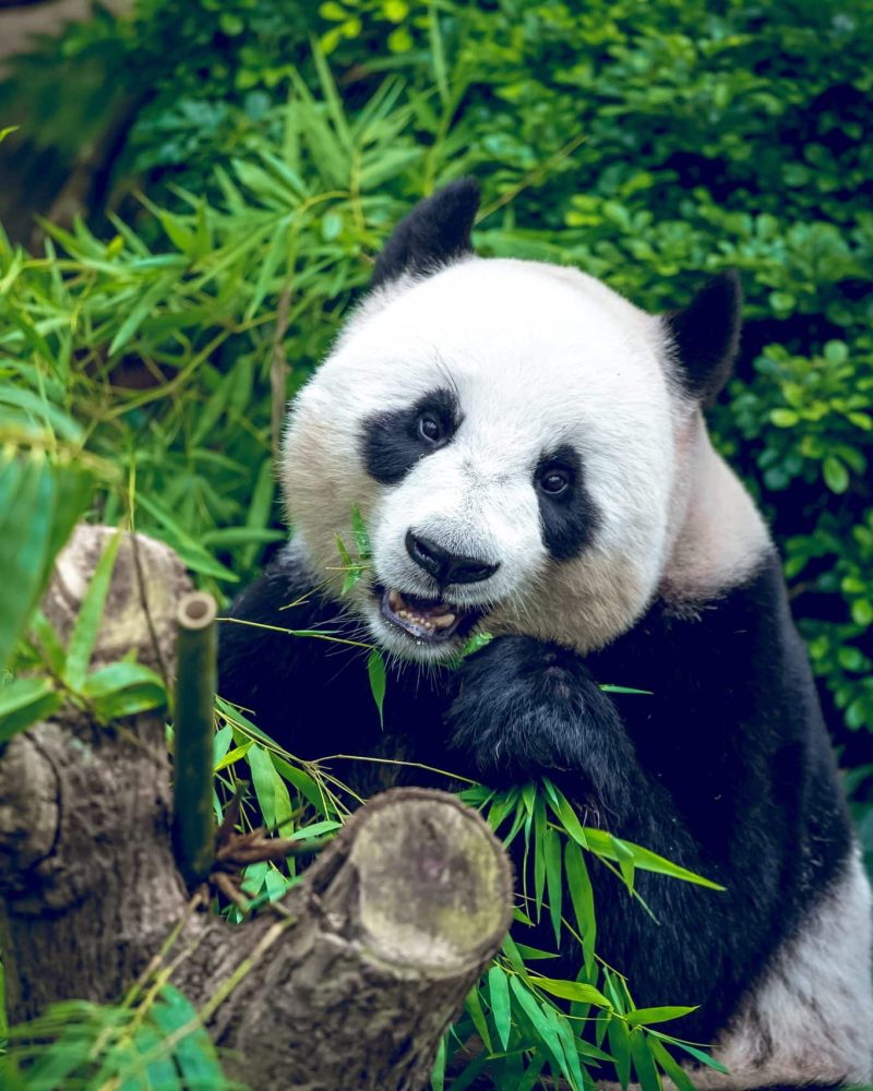 Panda gigante para un tour privado personalizado por Sichuan y China