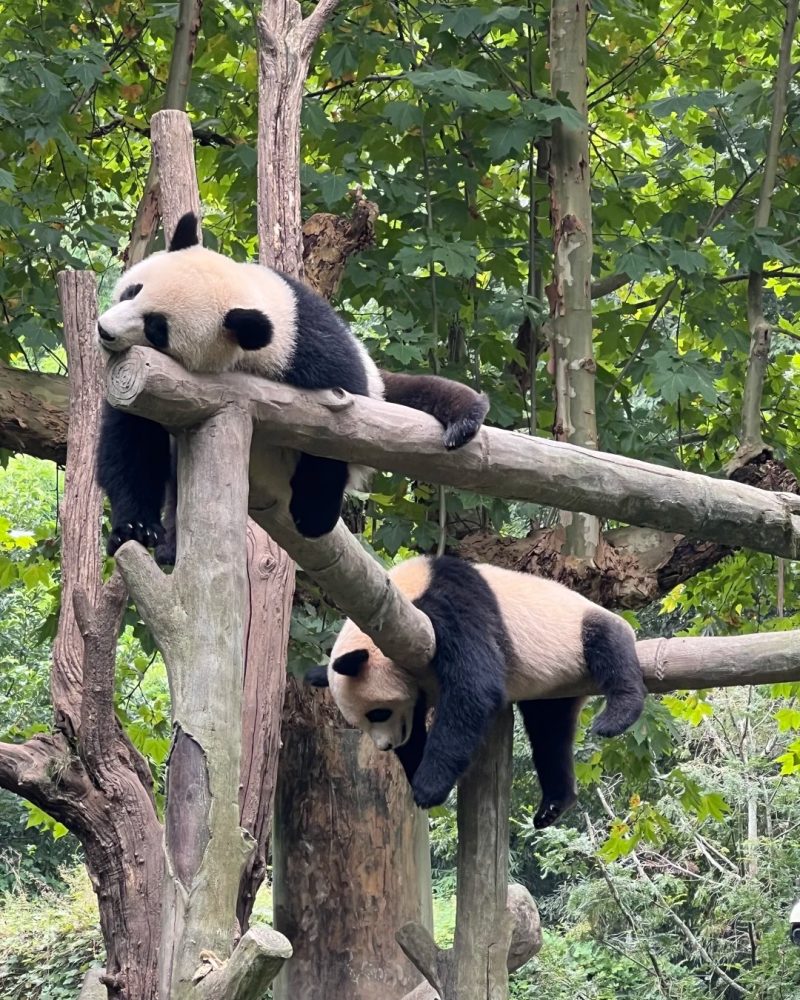 Giant pandas in Chengdu on an 18-day China private tour