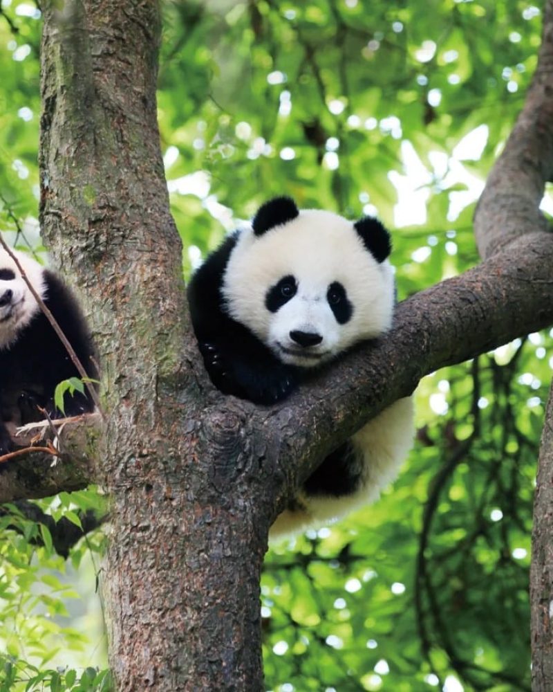 Chengdu Panda Base banner for a 5-day Chengdu Huanglong Jiuzhaigou private tour
