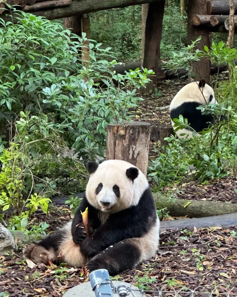 Giant panda at Chengdu Panda Base during a private Chengdu tour