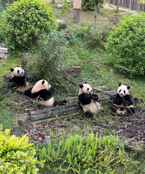 Giant panda eating bamboo at Chengdu Panda Base