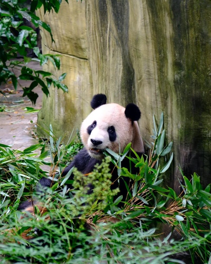 Giant panda eating bamboo at Dujiangyan Panda Base near Chengdu