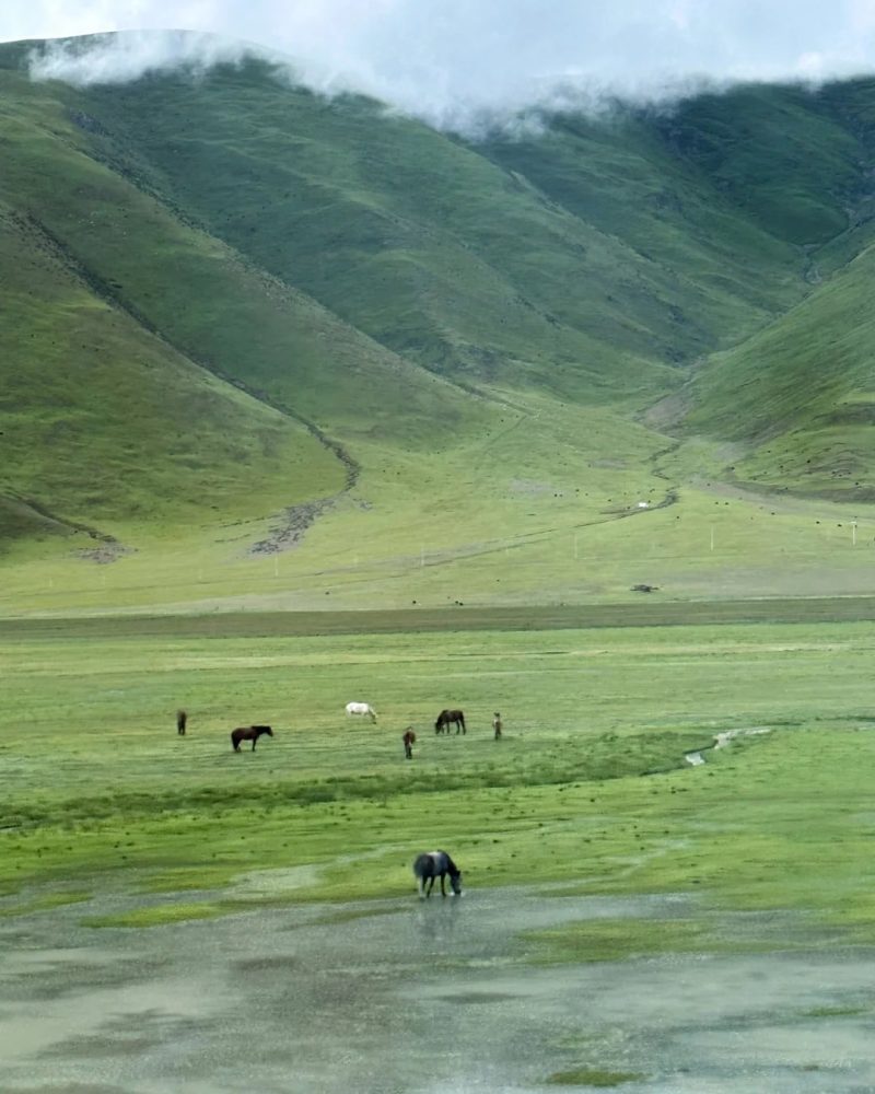 Green grasslands in northern Tibet on the way from Lhasa to Namtso Lake