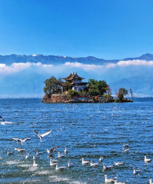 Traditional Chinese pavilion on a small island in Erhai Lake, surrounded by flying seagulls and backed by the snow-covered Cangshan Mountains ✅ 用途说明：