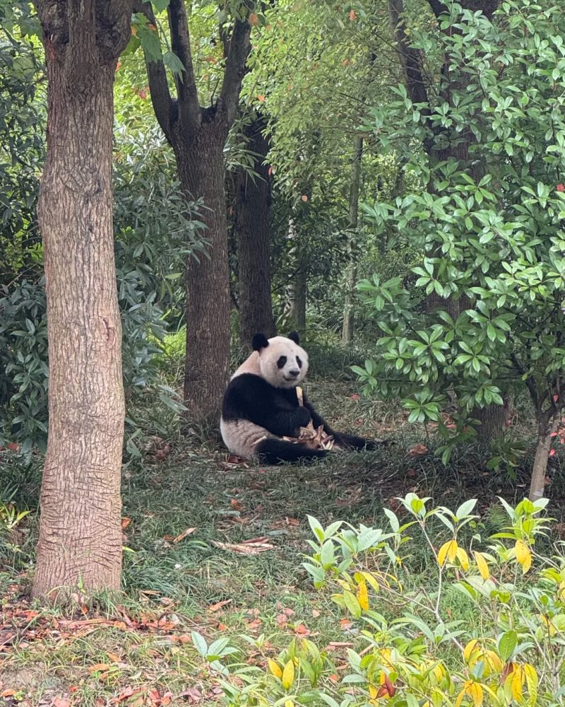 Giant panda at Chengdu Panda Base on a 30-day private China grand tour