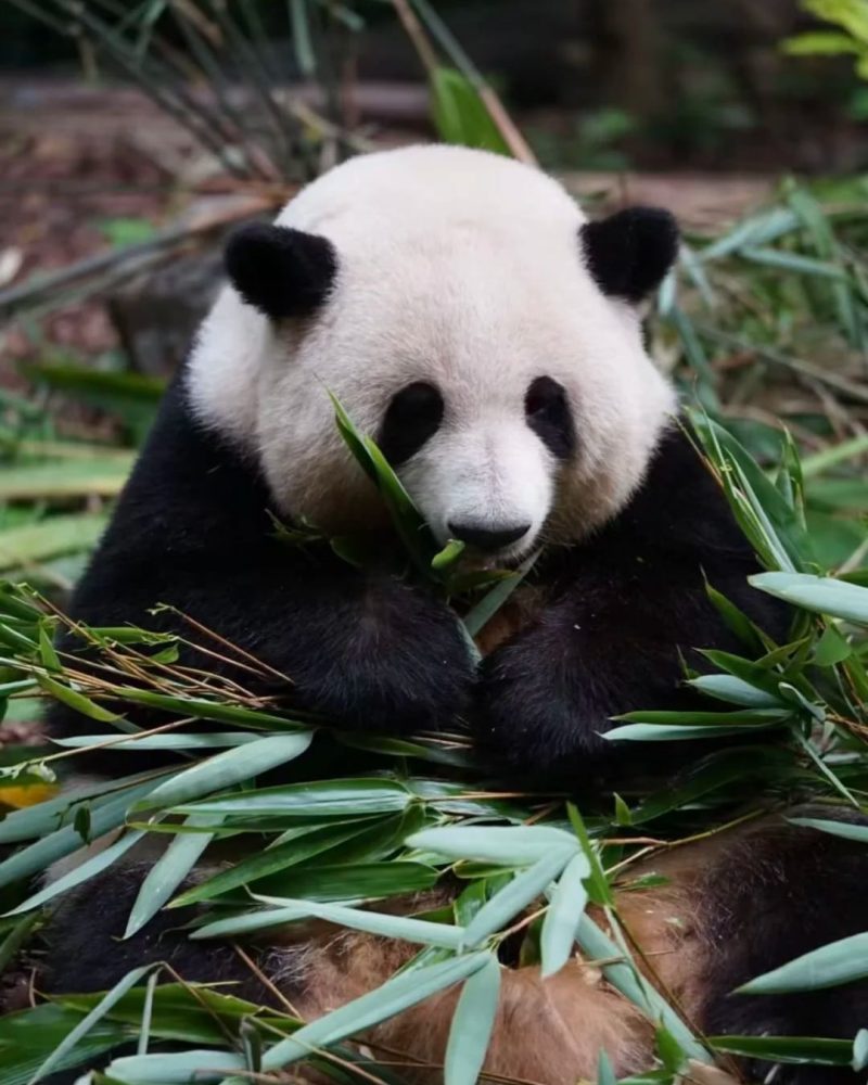 Giant panda eating bamboo at Chengdu Panda Base in Sichuan, China
