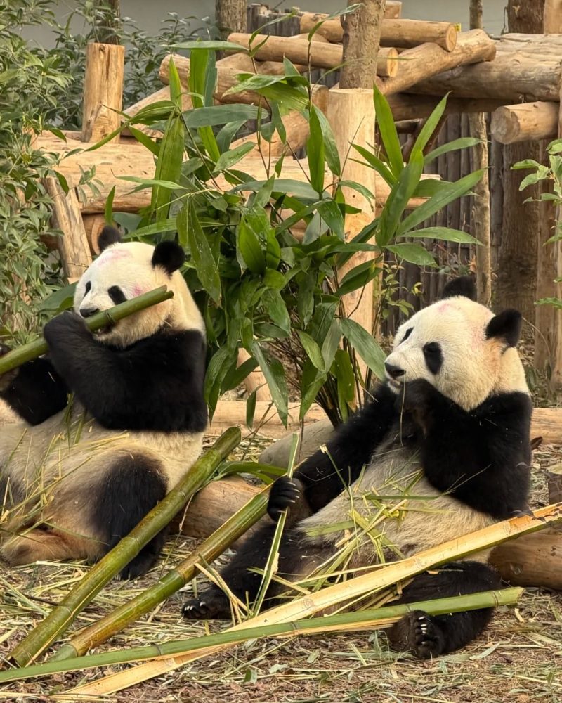 Giant pandas eating bamboo in Chengdu