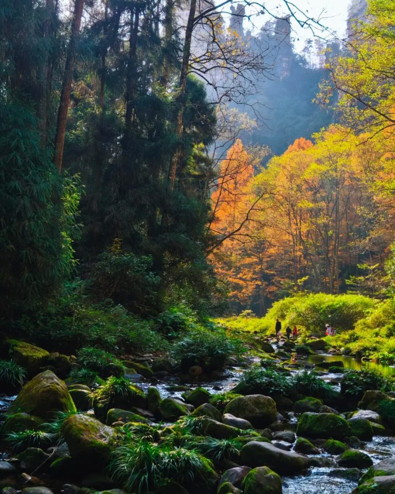 Golden Whip Stream in Zhangjiajie National Forest Park