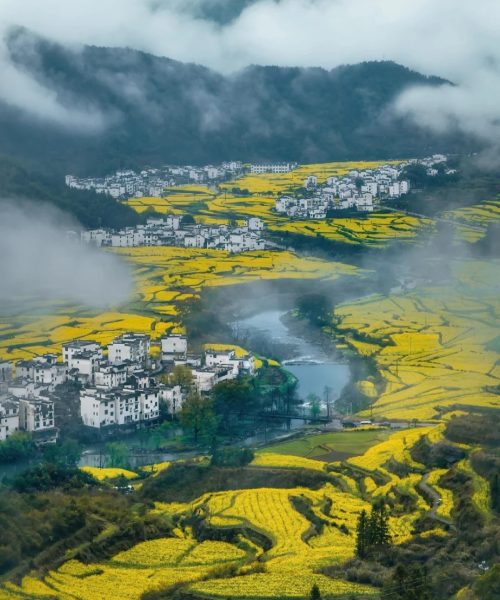 Huizhou village surrounded by golden rapeseed fields and misty mountains