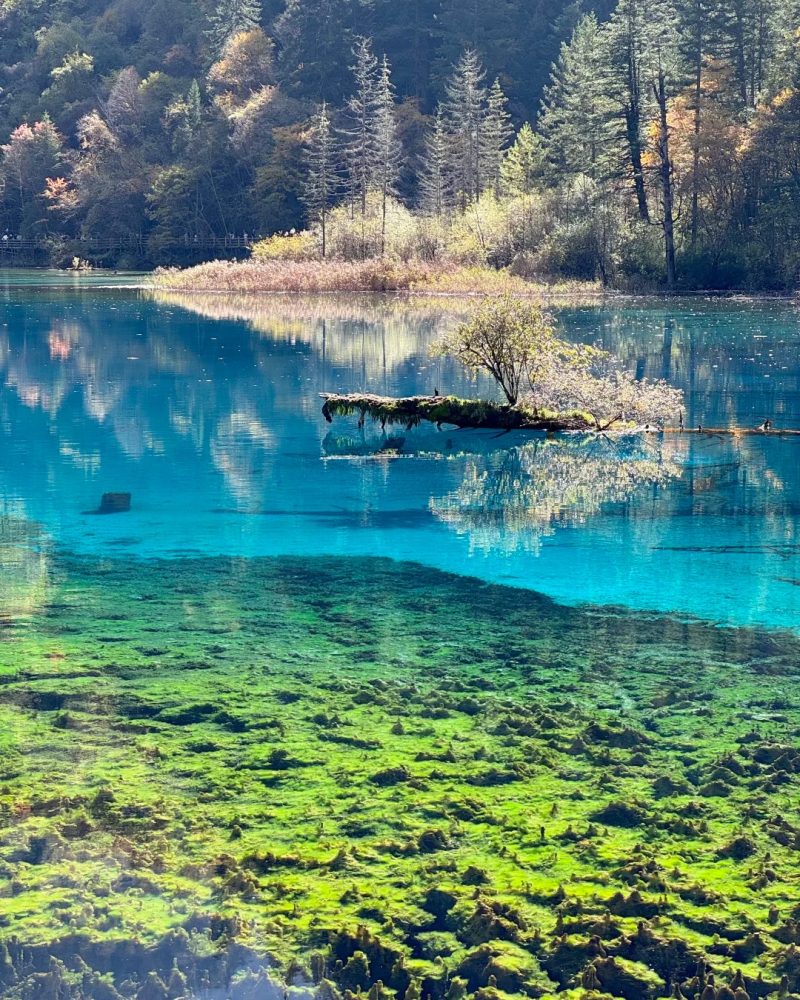Five Flower Lake in Jiuzhaigou National Park with clear blue water