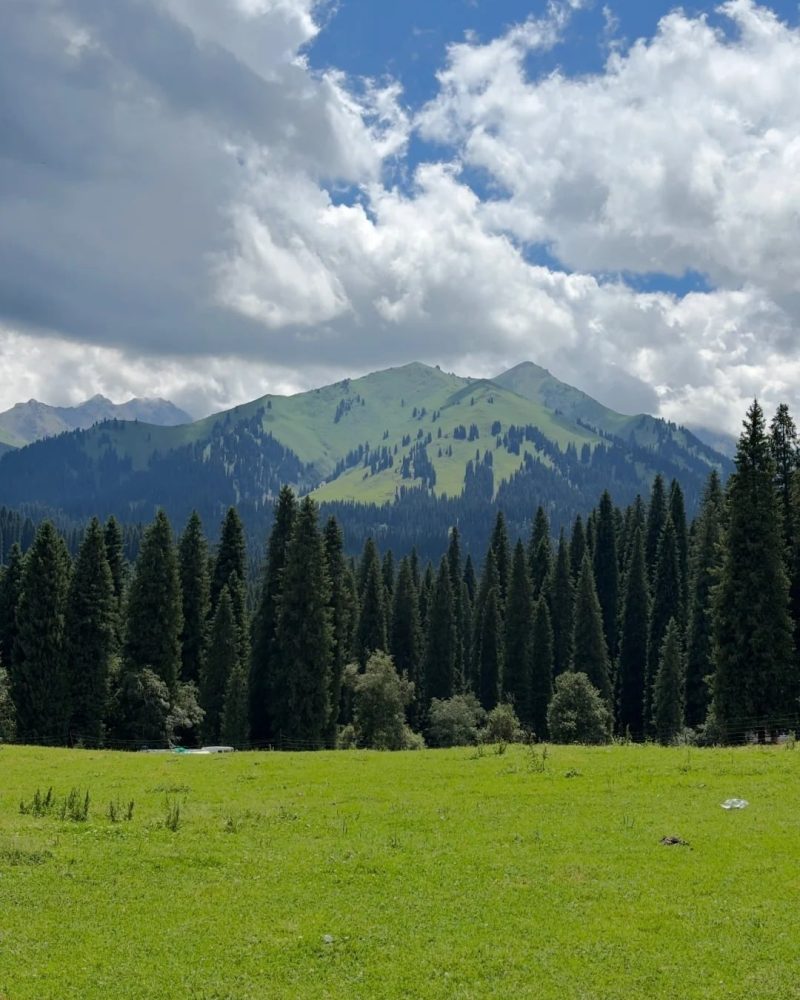 Kurdening Spruce Forest, Ili, Xinjiang