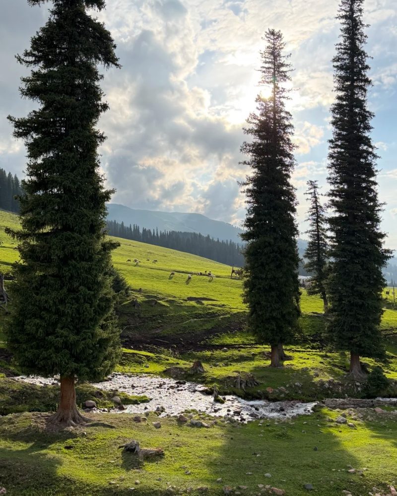 Nalati Grassland, Ili, Xinjiang