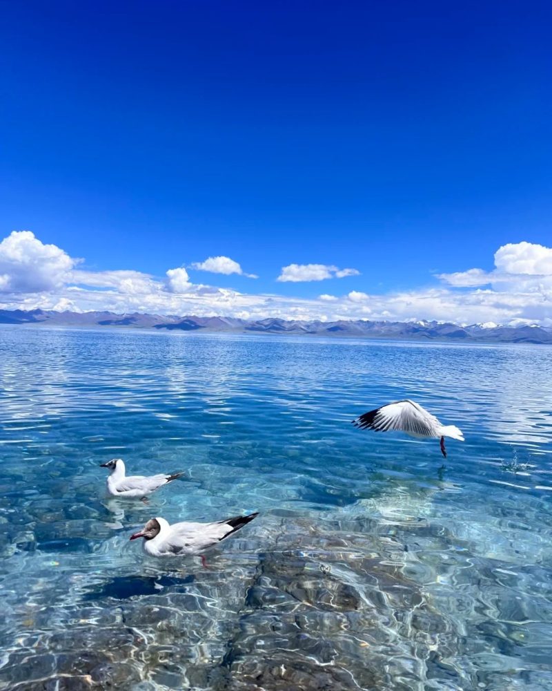 Clear blue water and birds at Namtso Lake in Tibet