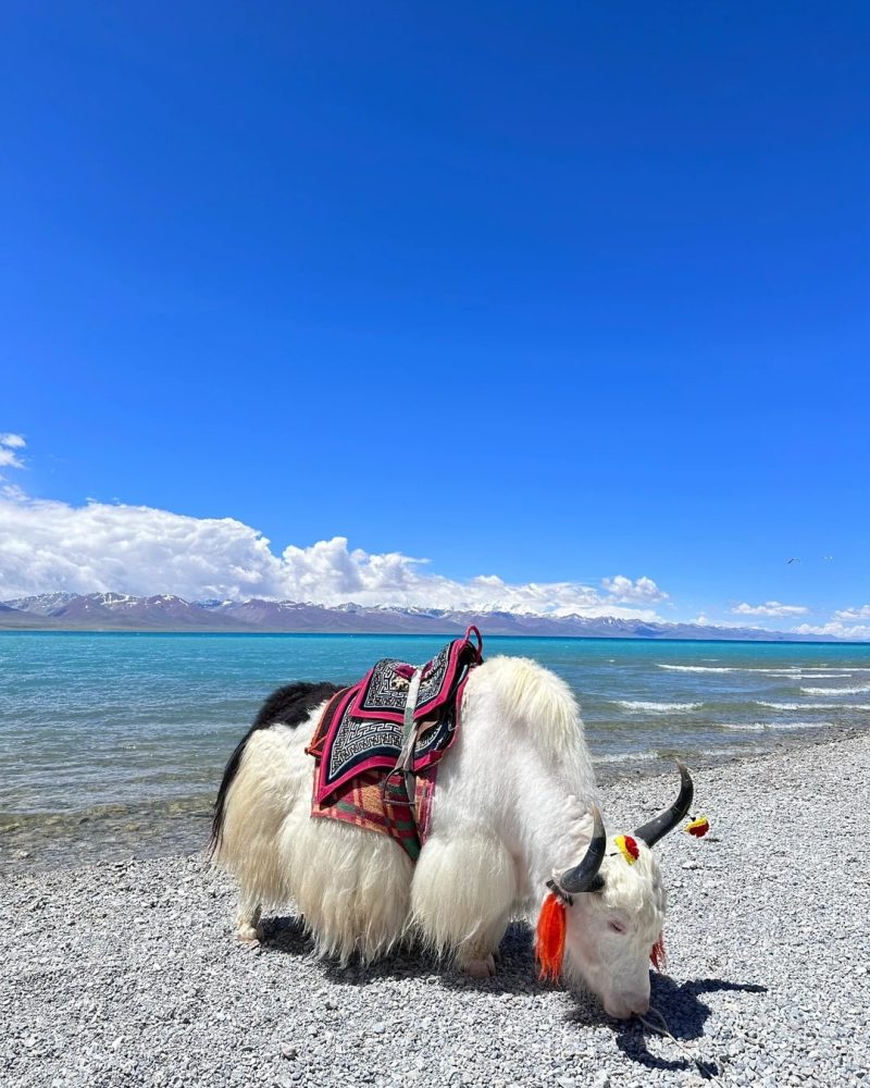 Namtso Lake in Tibet with blue water and high plateau scenery