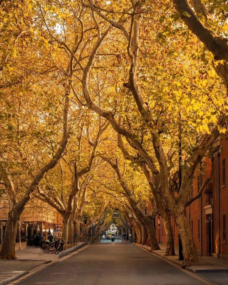 Wukang Road plane-tree boulevard in Shanghai Former French Concession