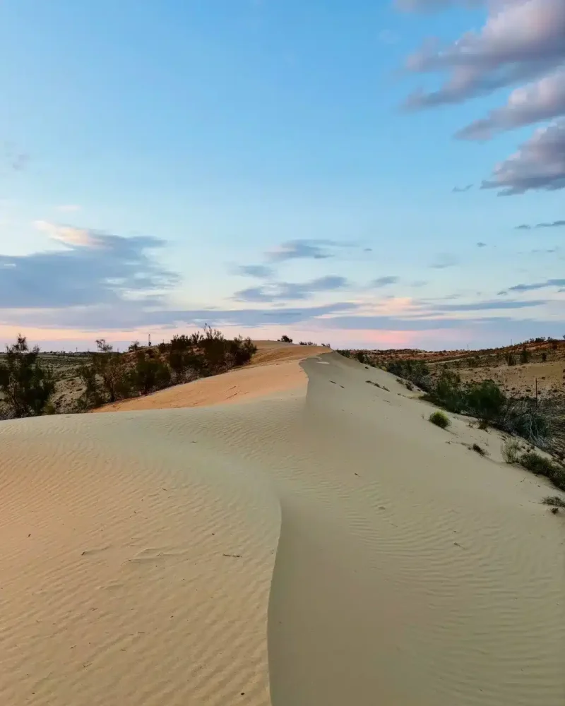 Sand dunes and sparse desert vegetation beneath a pastel evening sky in the Gurbantunggut Desert, Xinjiang.
