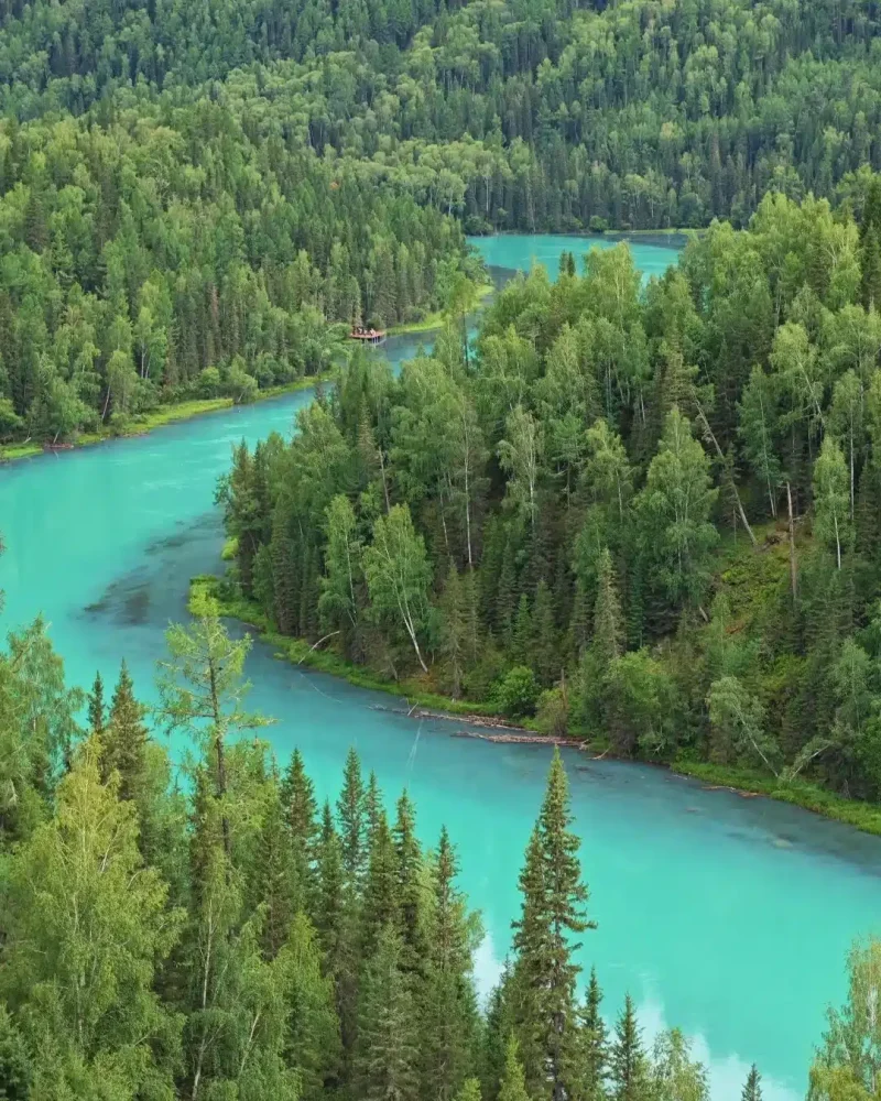 Turquoise Kanas River winding through dense birch and conifer forest in northern Xinjiang.