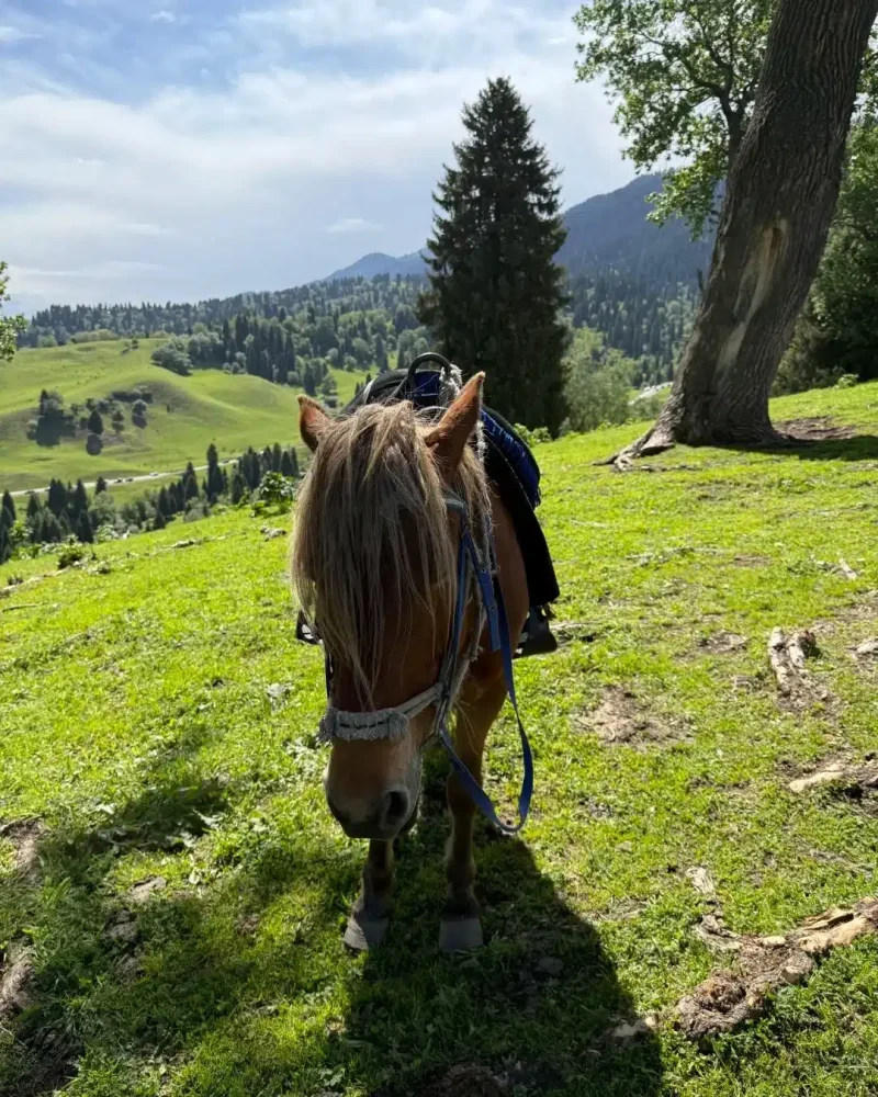 Saddled horse standing on green mountain pasture in the Nalati grassland area of Xinjiang.