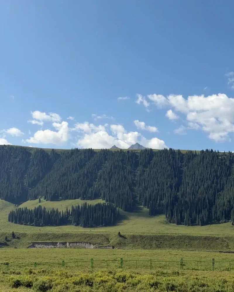Green Tangbula grassland backed by dense spruce forest and mountain ridges in Xinjiang.