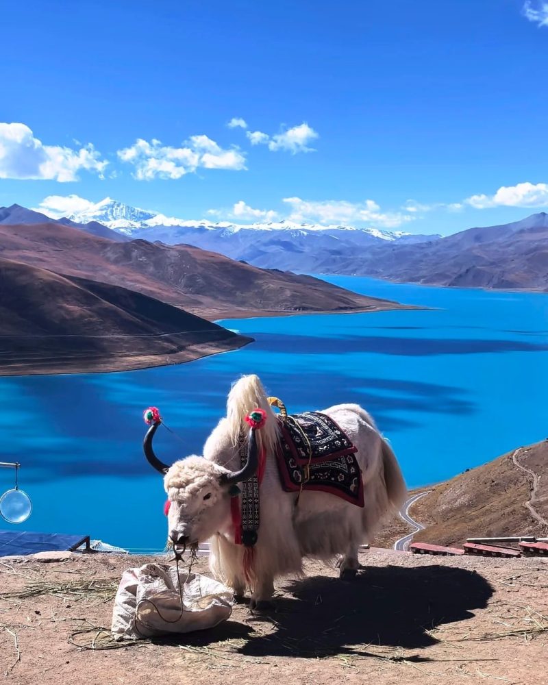 White yak above Yamdrok Lake during a Tibet private tour